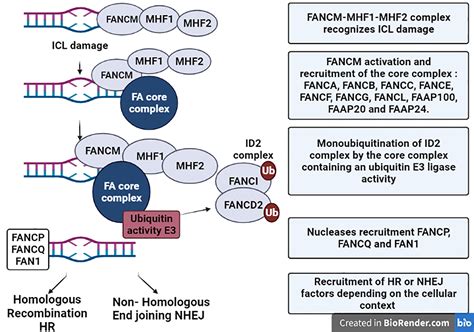 Frontiers Type I Interferon Signaling In Fanconi Anemia