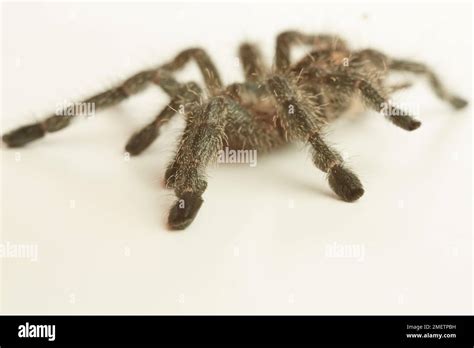 Malaysian Purple Femur Tarantula Stock Photo Alamy