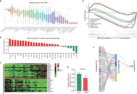 Frontiers Role Of Nrp1 In Bladder Cancer Pathogenesis And Progression