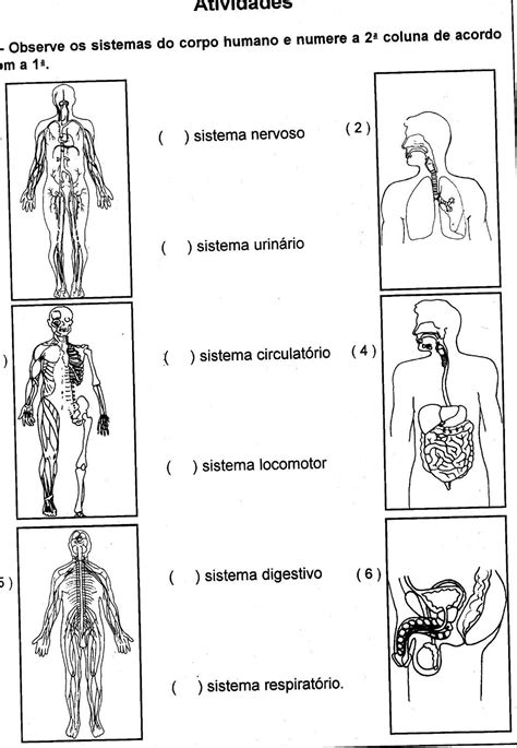 Cuaderno Del Cuerpo Humano Aparatos Y Sistemas Para En 26A Sistemas