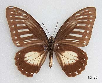 Papua Insects Foundation Lepidoptera Papilionidae Graphium Thule