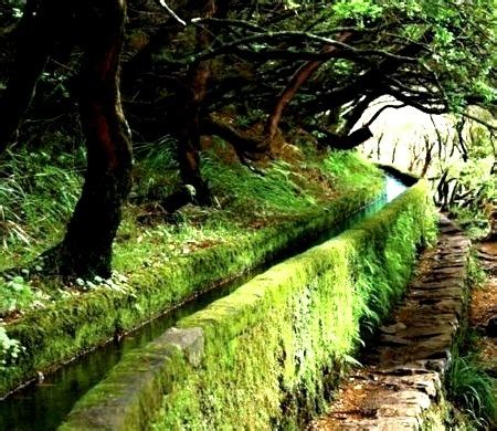 ancient canal madeira portugal dominic carey
