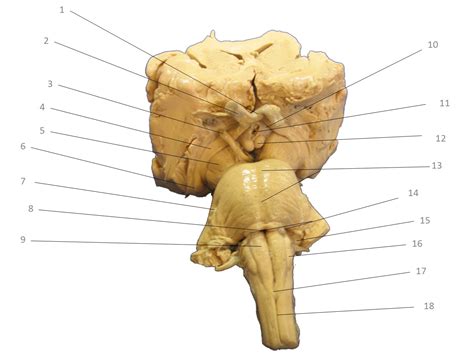 Atlas Tronco Encefálico Morfologia Externa Neuroanatomia