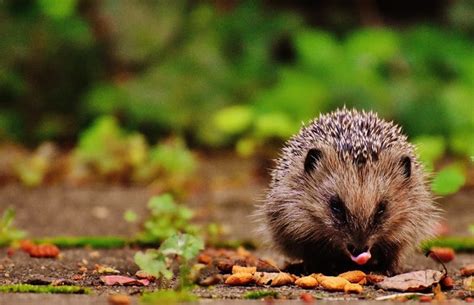 Hedgehog habitats - an outdoor science lesson idea