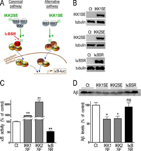 Nf B Inhibition Of A Secretion In Transiently Transfected Hek