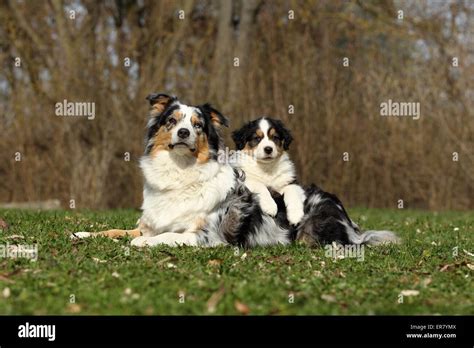 Australian Shepherd Autumn Hi Res Stock Photography And Images Alamy