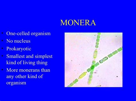 Ferdinand Cohns Pioneering Work On The Discovery Of Kingdom Monera