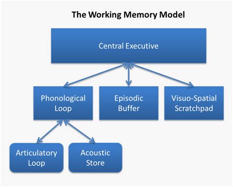 Baddeley And Hitch S Working Memory Model - Baddeley Hitch Model Of ...