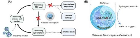 Common Low Cost Antioxidant Enzyme Is Potential Treatment For Covid 19