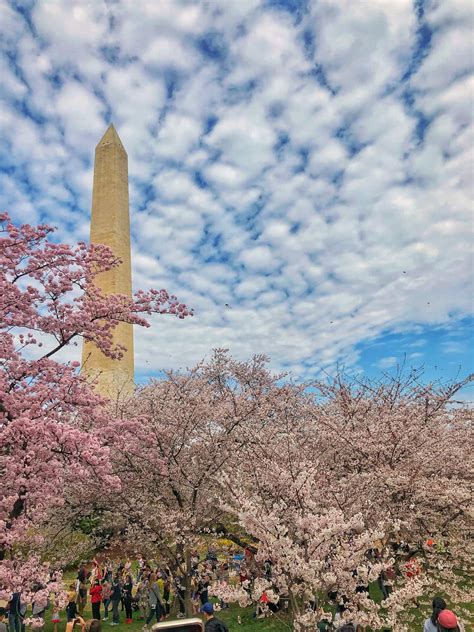 Insider Tips to Visiting the Cherry Blossoms in DC - Lita of the Pack