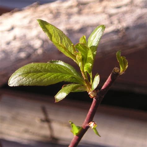 How To Propagate Purple Leaf Plum From Cuttings Growing The Home Garden