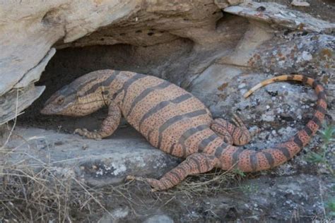 Animaux Du D Sert Du Sahara Noms Caract Ristiques Et Photos