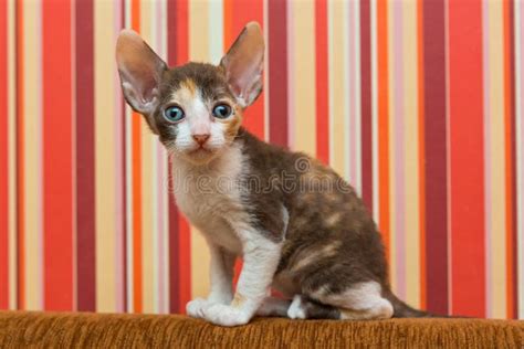 Kitten Cornish Rex Stock Image Image Of Sofa Striped 69343207