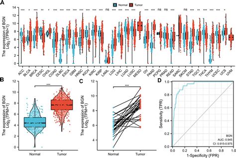 Frontiers Bgn May Be A Potential Prognostic Biomarker And Associated