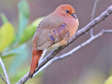 Blue Eyed Ground Dove Ebird