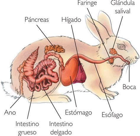 Nuestras Mascotas Febrero 2011