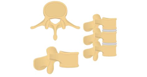 Lumbar Vertebrae Anatomy And Labeled Diagram Getbodysmart Images And