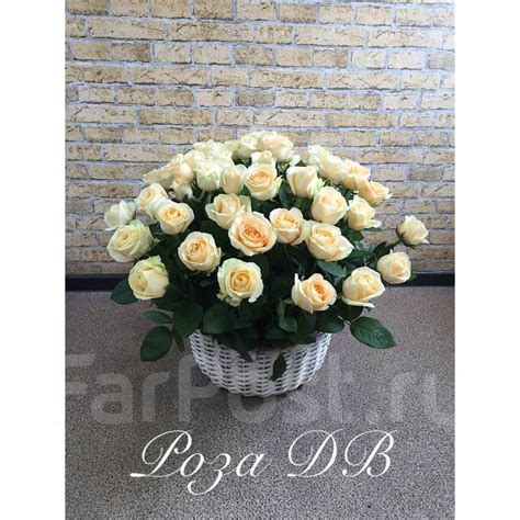 "РОЗА ДВ" Фрунзе 54. 25 роз -1275р. 51роза - 2495р. РОЗА от 45 рублей ...
