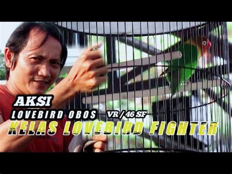 BERSAING DiKelas Lovebird Fighter Durasi Banyak Yang NGEDUR YouTube