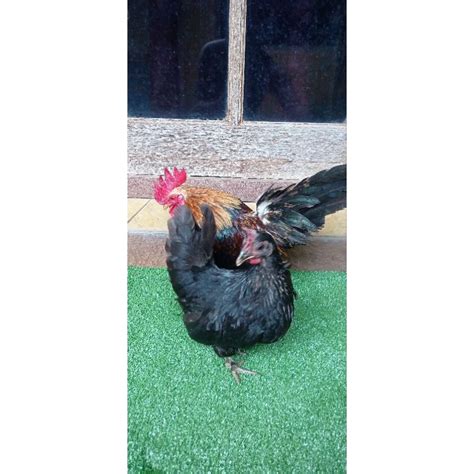 Jual Ayam Kate Hias Sepasang Indukan Shopee Indonesia