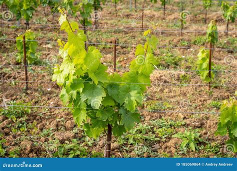 Vineyards with Traditional Bulgarian Grape Varieties Gamza, Pamid and ...