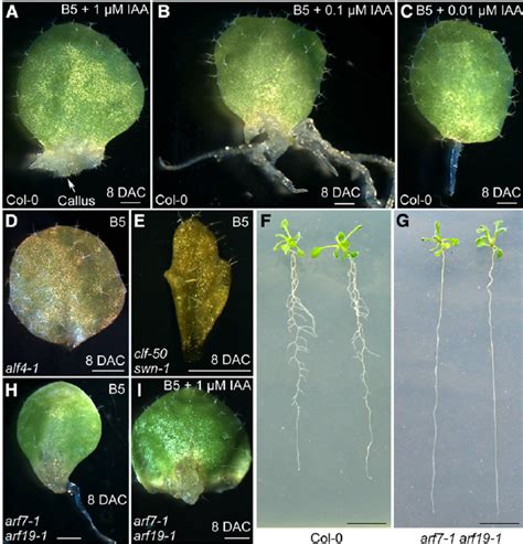 Callus Formation Resembles Adventitious Root Formation. | Download ...