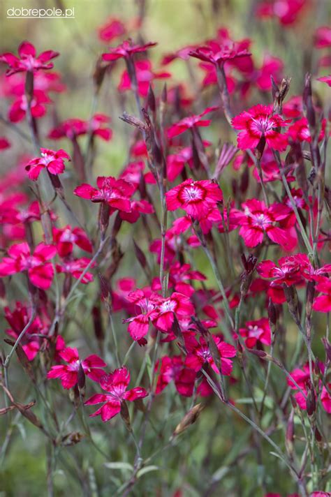 Szkółka Bylin Dobrepole Dianthus deltoides Brillant goździk