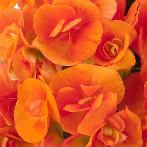 Begonia Ilona Collection Batik Beekenkamp Plants