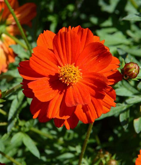 Dwarf Red Sulphur Cosmos Cosmos Sulphureus Applewood Seed Co