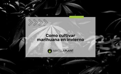 Marihuana en invierno Cómo cultivar en exterior