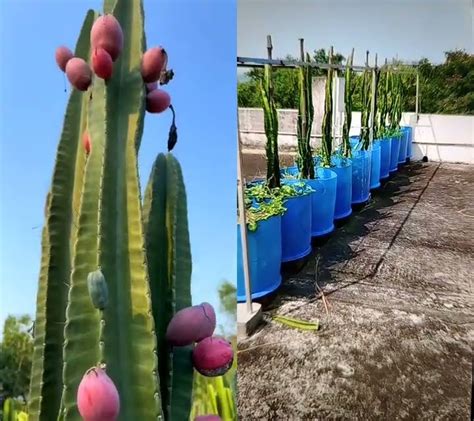 Roof Top Cultivation Dragon Fruit Fruit Cactus Dragonfruit Farming