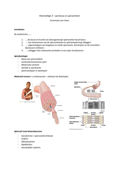 Hoorcollege Hoorcollege Spierbouw En Spieractiviteit