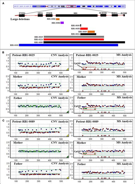 Frontiers Spectrum Of Rb Germline Mutations And Clinical Features In