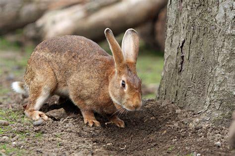 Hase Haustier Niedlich Kostenloses Foto Auf Pixabay