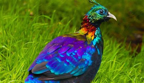 The Himalayan Monal A Majestic Bird Of The Himalayas