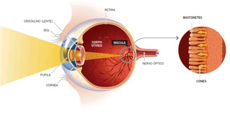 Localiza O Da M Cula Cones E Bastonetes No Olho Humano Normal