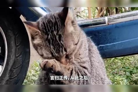 流浪猫缠着心善的小姐姐一年，最终带5只猫宝宝投奔求助被收养