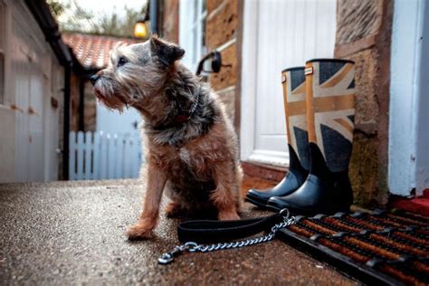 Dog-friendly guide to Yorkshire Gorgeous Cottages