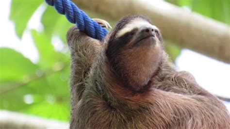 These Metre High Rope Bridges Are Helping Sloths In Costa Rica