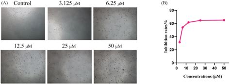 images  morphologies   cells treated