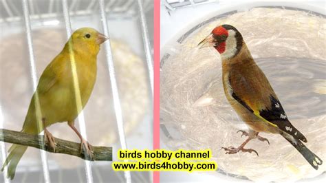 How To Produce A Hybrid European Goldfinch And Canary Bird YouTube