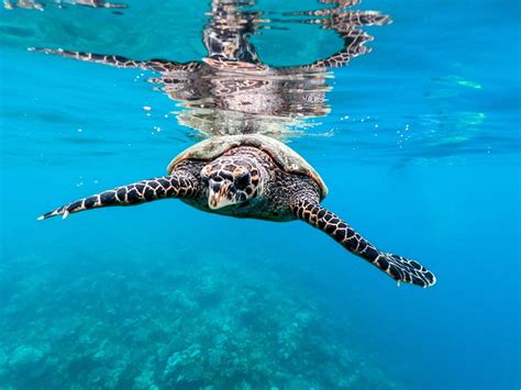 Visit Maldives - Experiences > For Lovers of Marine Life