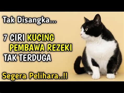 Pelihara Sekarang Juga Ciri Kucing Pembawa Rezeki Tak Terduga Youtube