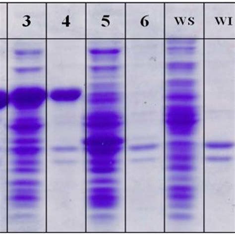 The Sds Page Analysis Of Cell Extracts Prepared From Culture Of E Coli