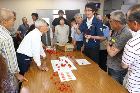 目合わせで出荷規格確認／アンジェレ出荷始まる Jaグループ広島