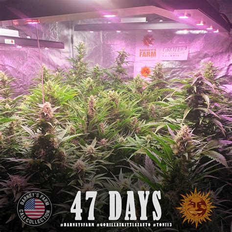 Gorilla Zkittlez Auto™ Autoflowering Cannabis Seeds Barneys Farm®