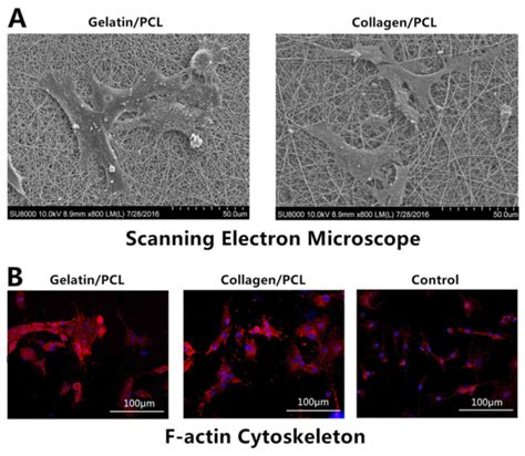 Electrospun Gelatin Pcl And Collagen Pcl Scaffolds For Modulating