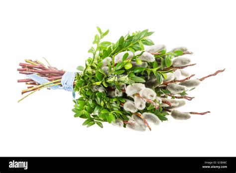 Traditional Pussy Willow Bunch For Palm Sunday Stock Photo Alamy