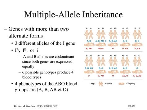 What Is Multiple Alleles Inheritance