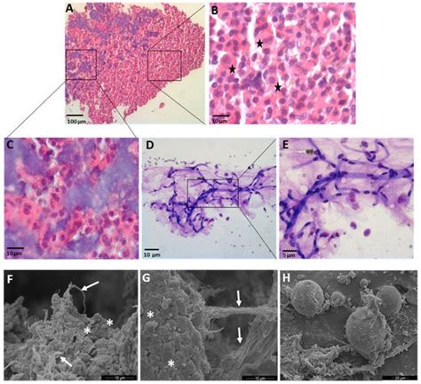 Cells Free Full Text Simple And Rapid Non Enzymatic Procedure